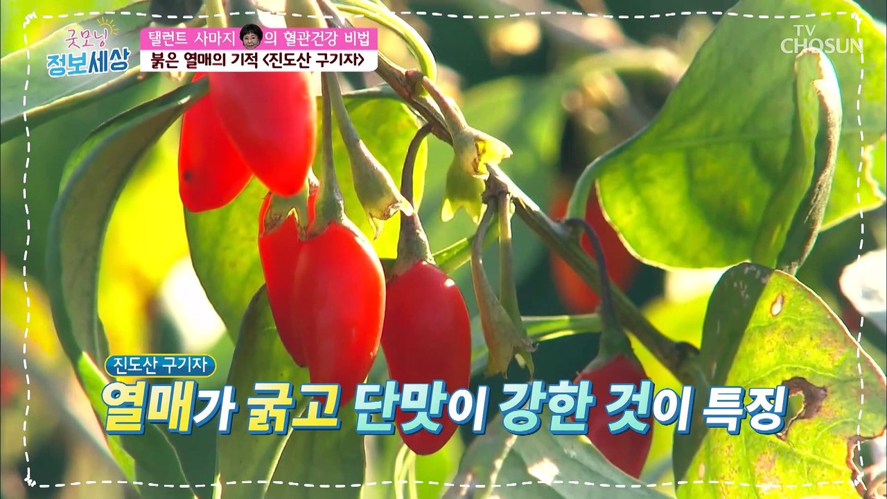 혈관 건강의 비법! 붉은 열매의 기적인 『진도산 구기자』 TV CHOSUN 22050...