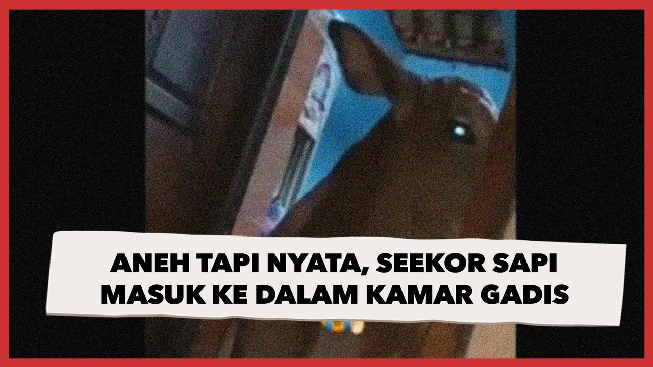 Aneh Tapi Nyata! Seekor Sapi Mau Masuk ke Dalam Kamar Gadis, Bikin Penghuninya Auto Lemas