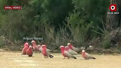 Viral Video _ Bird mourning the death of fellow bird