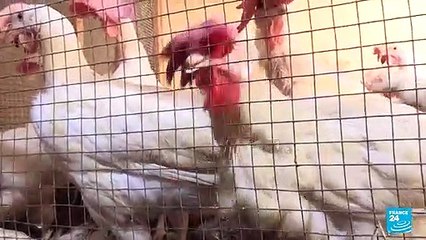 Eid celebrations in Senegal tainted by soaring prices