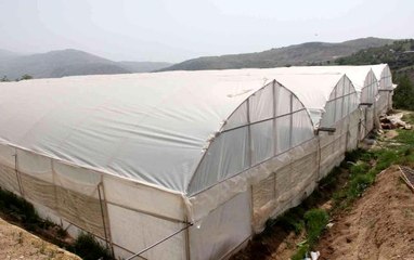 Kara kışta zarar gören seralar yeniden üretime geçti