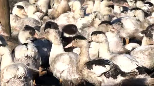 Во Франции забили 16 млн птиц из-за птичьего гриппа