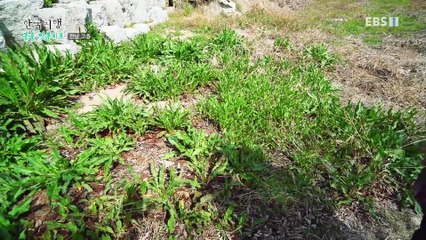 한국기행 - Korea travel_봄을 맛볼지도 2부- 득량만 두 여자_#001