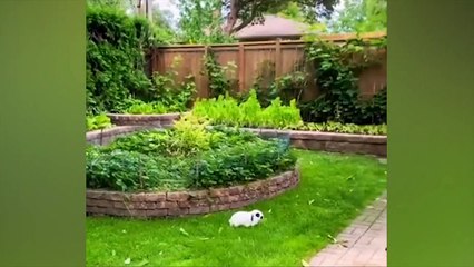 The funniest animals / Fun with cats and dogs 2022 / LA #1