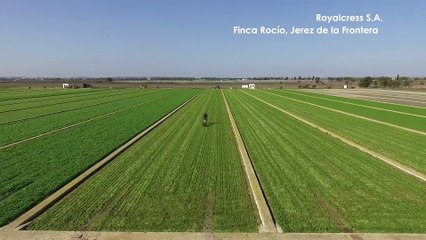 Royal Cress SA, Finca Rocío, Jerez de la Frontera