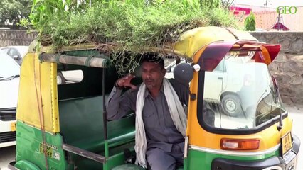 Inde : il installe un jardin sur le toit de son tuk-tuk pour garder les passagers au frais