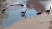 Un troupeau de diplodocus traverse une rivière