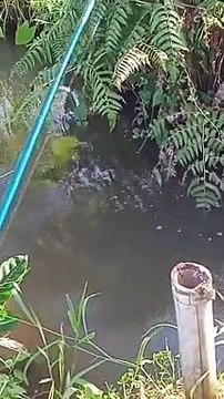 Memancing ikan wader di kali kecil