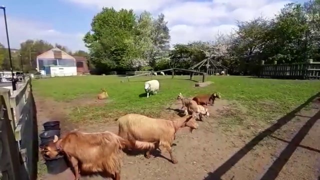 Sue Pearson out going CEO of Heeley City Farm.