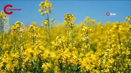 Ayçiçek ithalatını azaltmak için alternatif olarak sunuldu; ekim alanı 9 kat arttı