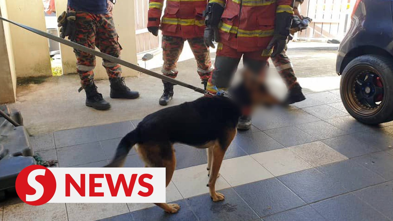 Family dog turns on brothers, one seriously hurt