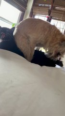 Animals Engage in Aggressive Bedroom Antics