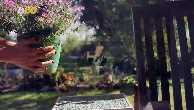 Bad Plant Parents Need to Know About These Self Watering Plants