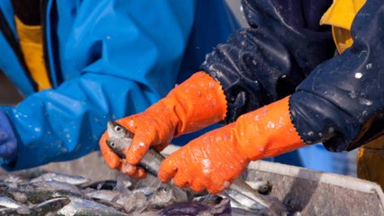 Les stocks de poissons issus des pêches françaises sont déjà épuisés