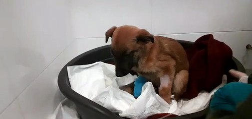 Recuperación de Mali, una perrita abandonada