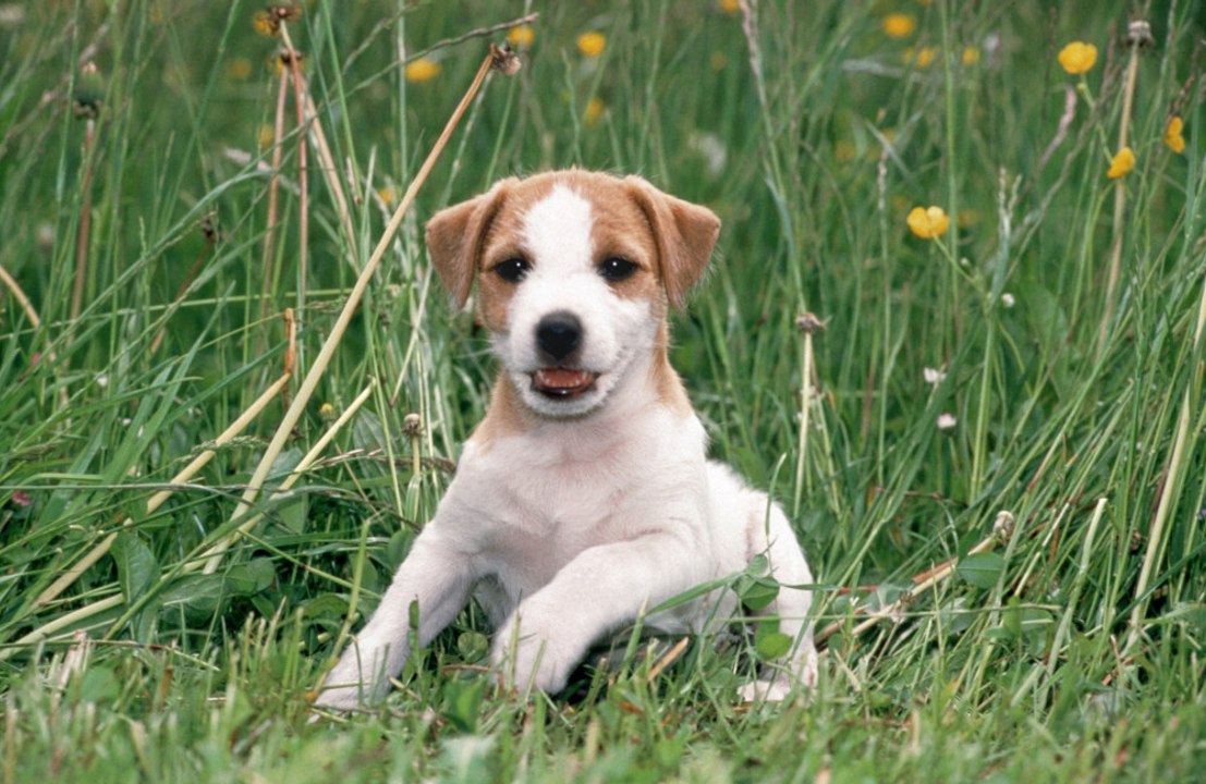 Jack Russell terriers are longest living pet dogs according to a research