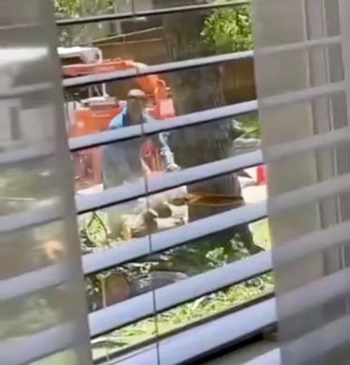 Un écureuil s'est fait voler sa maison !