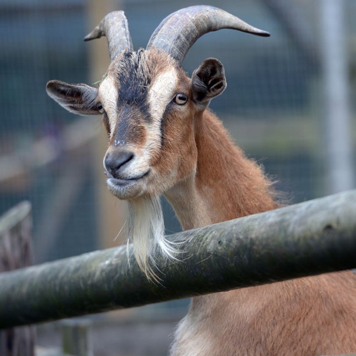 Ziegen erobern Stadt
