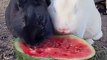 Adorable Bunnies Eat Watermelon Together