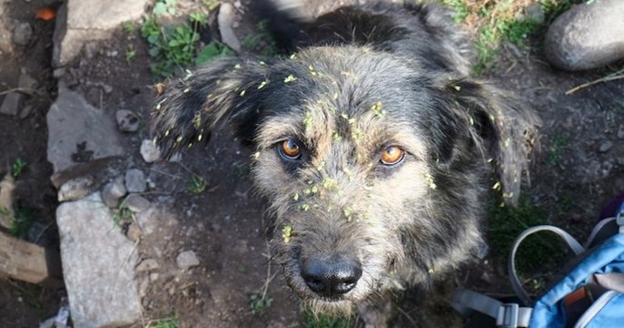 La Fondation 30 Millions d'Amis sauve deux chiens laissés à l'abandon devant une maison