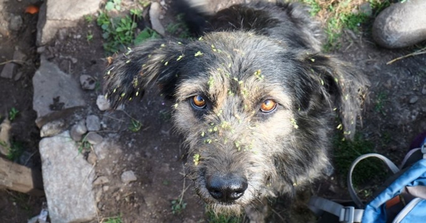 La Fondation 30 Millions d'Amis sauve deux chiens laissés à l'abandon devant une maison