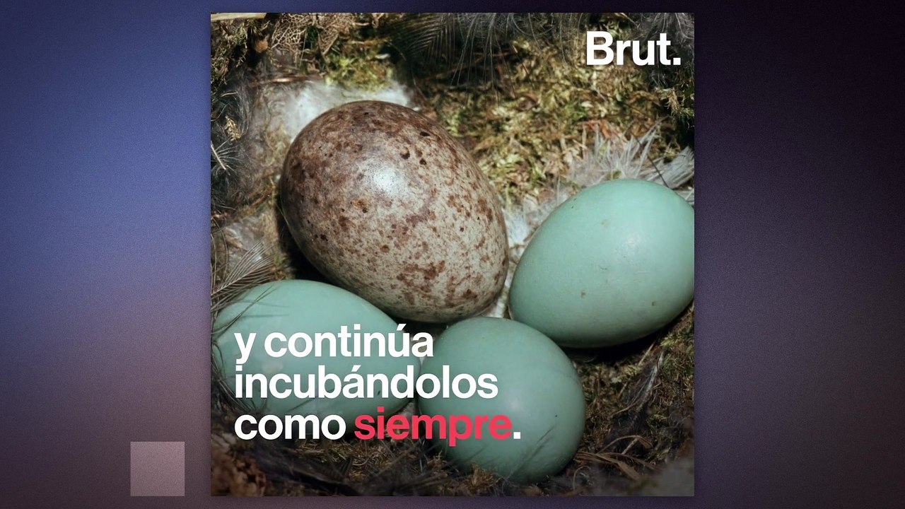 El cuco que tira los otros huevos del nido para sobrevivir