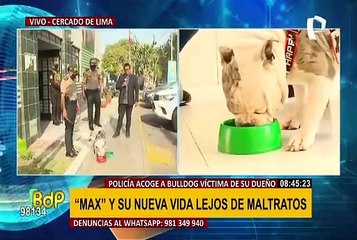 'Max' encontró nuevo hogar: perrito bulldog que sufrió maltratos ahora formará parte de la PNP