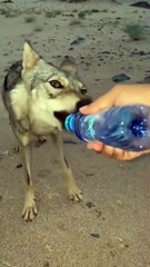 Ce loup du désert avec une grosse soif