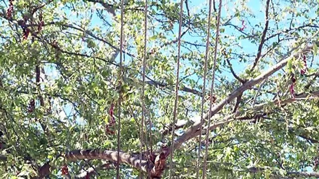 Árboles de guamúchil sobre tendido eléctrico | CPS Noticias Puerto Vallarta