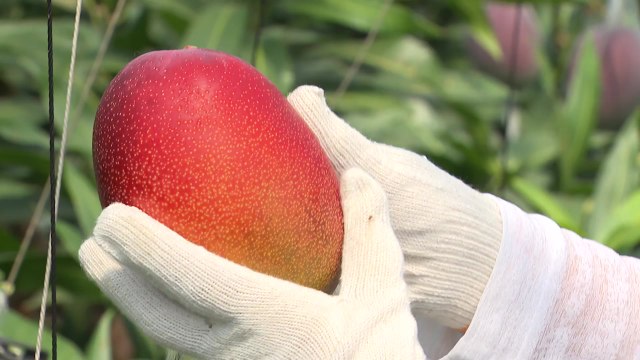 광양 애플망고 수확 시작...아열대 과수 재배 적지로 부상 / YTN