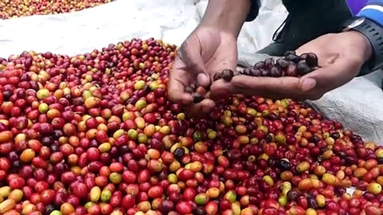 Um toque feminino ao café-arábica