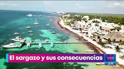 El sargazo y sus consecuencias