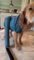Wet Dog Gets Dried in a Drying Suit