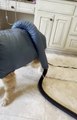 Dog Waits Patiently to Get Dried Wearing Drying Suit