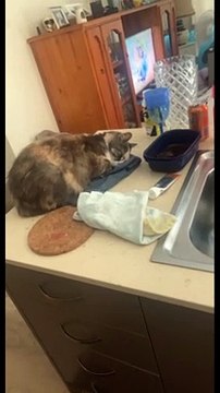 Mia the Cat Has to Curl up on Tea Towels