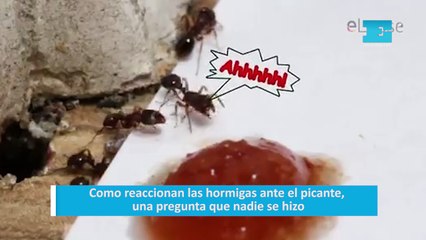 Como reaccionan las hormigas ante el picante, una pregunta que nadie se hizo