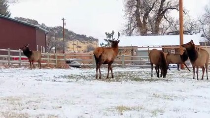 Young elk playing with ranch dogs