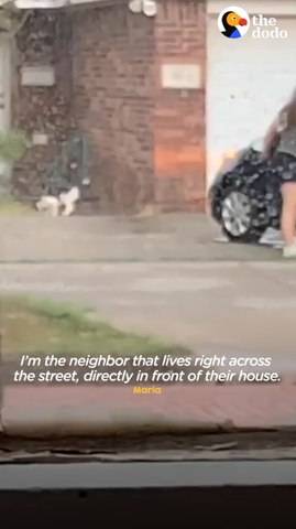 Woman Watches Her Neighbors Abandon Their Cat