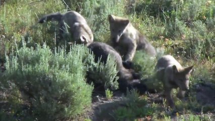 Pack Life At Yellowstone National Park White Wolf Part 1