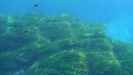 Mediterranean seagrass meadows at risk