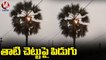 Palm Tree Catches Fire With Thunderstorm In Nalgonda _ V6 News