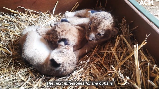 Taronga Western Plains Zoo welcomes three female lions to Marion and Lwazi | May 4 2022 | Daily Liberal