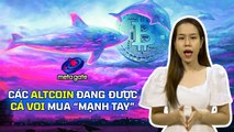 Các Alcoin đang được CÁ VOI mua _mạnh tay_ gần đây _ #Shorts