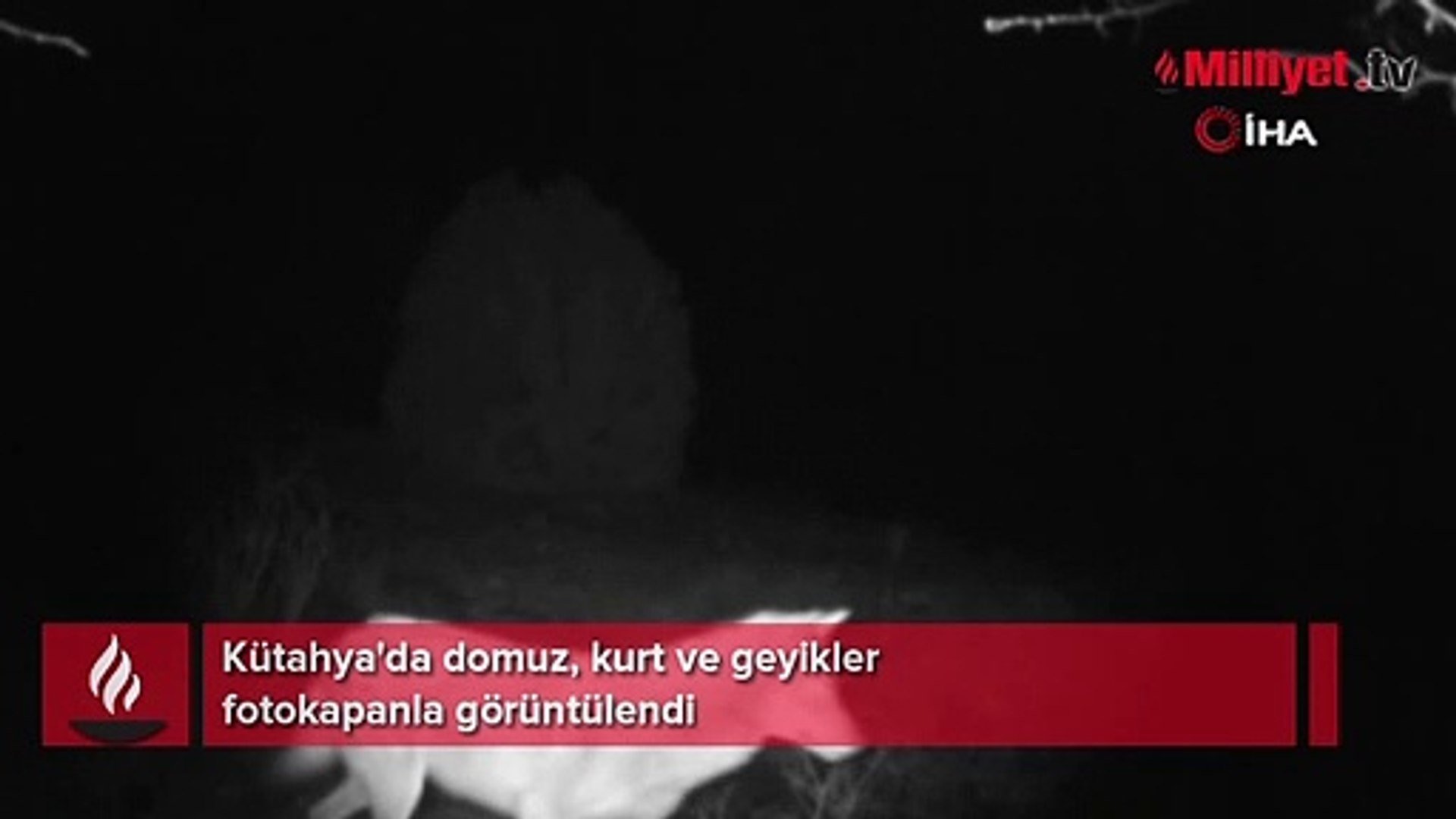 Kütahya'da yaban hayatı fotokapana yansıdı