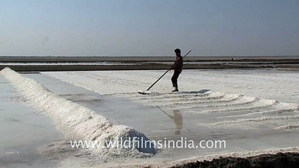 The land made of salt - Kutch in Gujarat