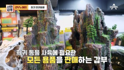 거북이 몸값이 2000만 원?! 특별한 희귀 반려동물 분양샵