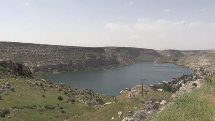 ŞANLIURFA - "Karagül diyarı" Halfeti'de bereketli hasat