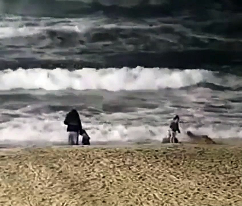Un coyote attaque une enfant sur une plage sans que sa mère ne s'en aperçoive