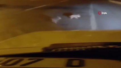 Antalya'da evin bahçesine giren domuz ev sahibini neye uğradığını şaşırttı