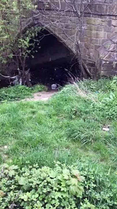 RSPCA rescue ducklings and mum